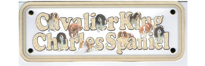 Cavalier King Charles Spaniel